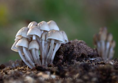 Een bosje paddenstoelen, met erachter nog een aantal van dezelfde soort.