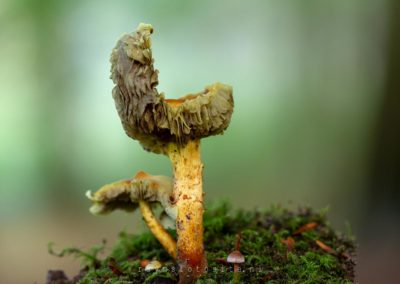 Een voor mij onbekende paddenstoel.