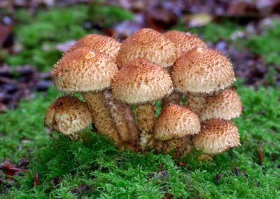 Schubbige bundelzwam. De paddenstoel vestigt zich op levend hout en is een parasiet.