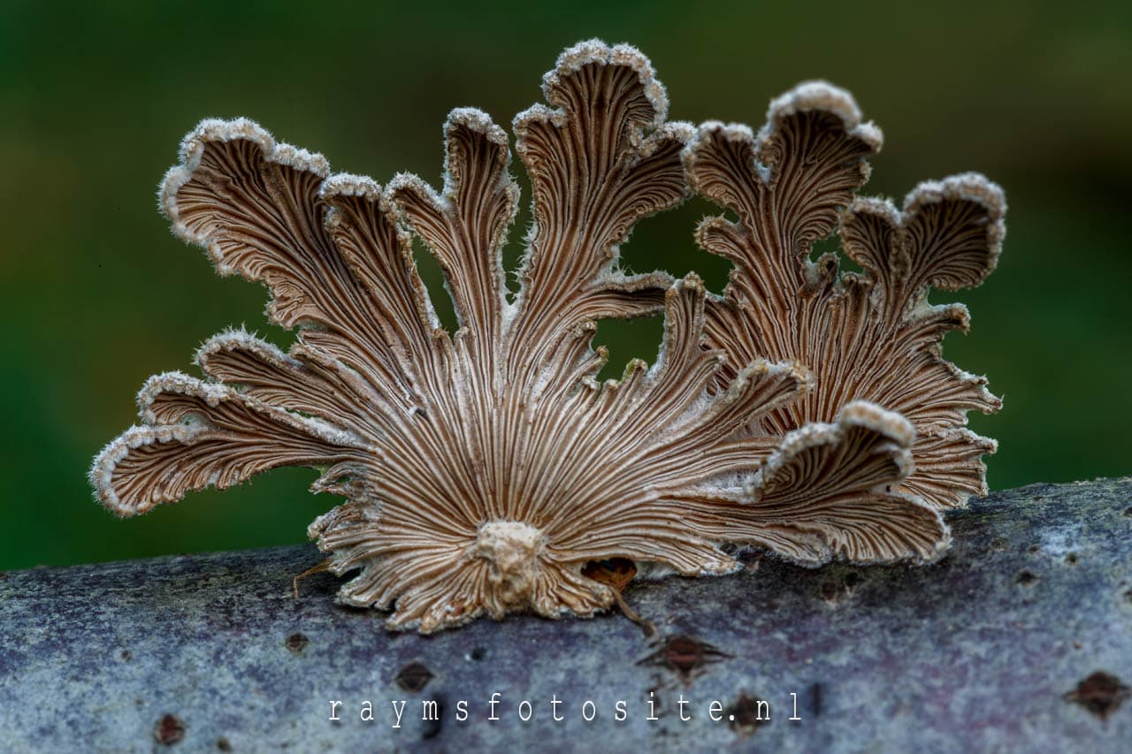 Het waaiertje. Hij is algemeen, maar ik zag deze soort nog niet vaak. Het is 's werelds meest verspreide paddenstoel.