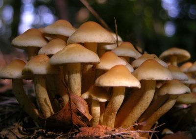 De gewone zwavelkop is een algemene paddenstoel in het bos