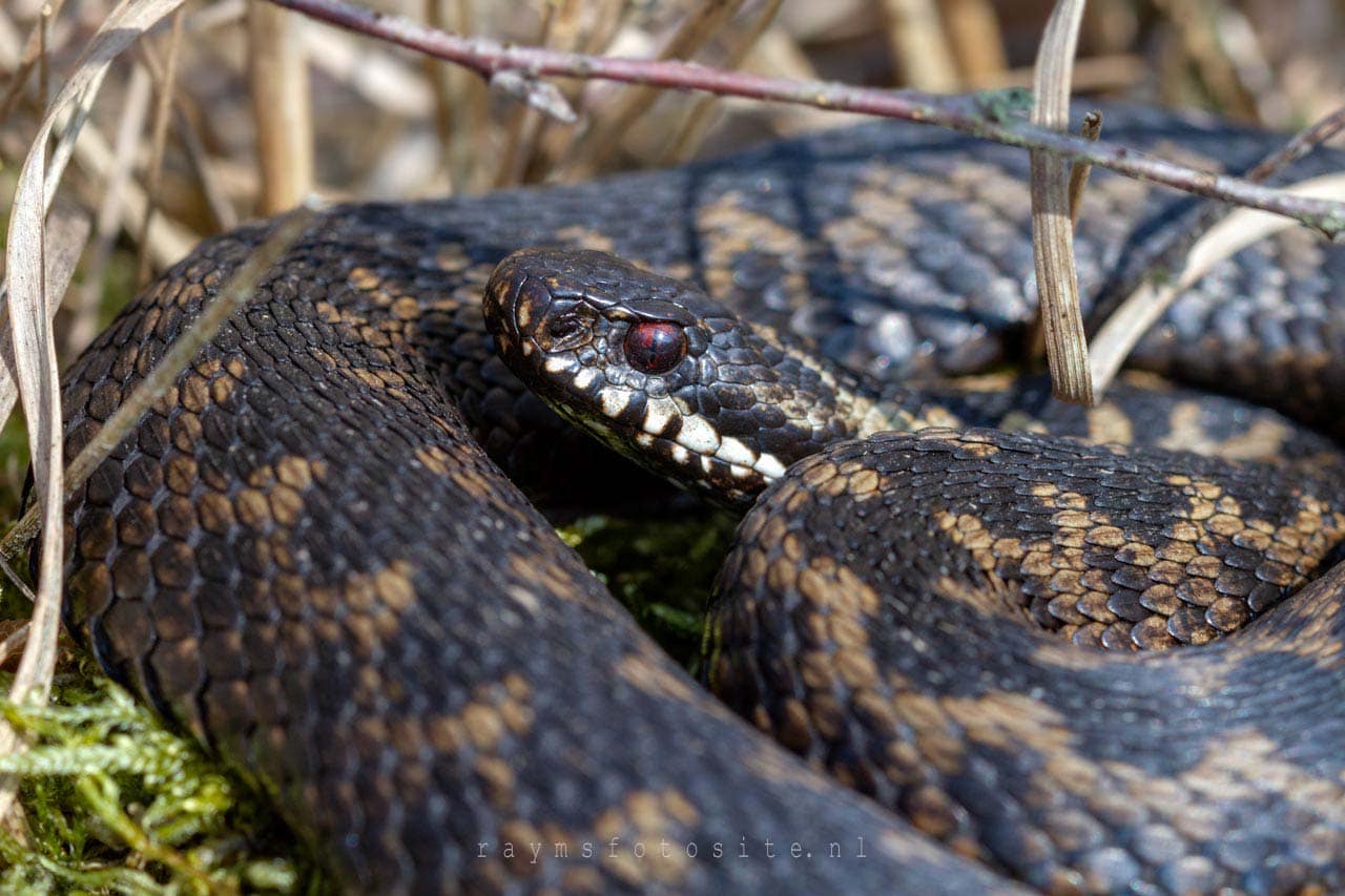 Reptielen, Een adder. Een beet van deze giftige slang kan je flink in de problemen brengen.