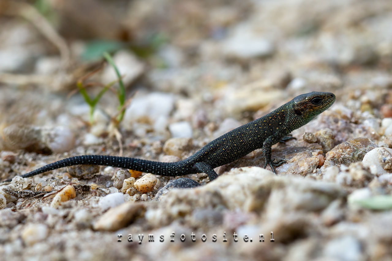 Reptielen. De levendbarende hagedis heeft een voorkeur voor een vochtige biotoop,