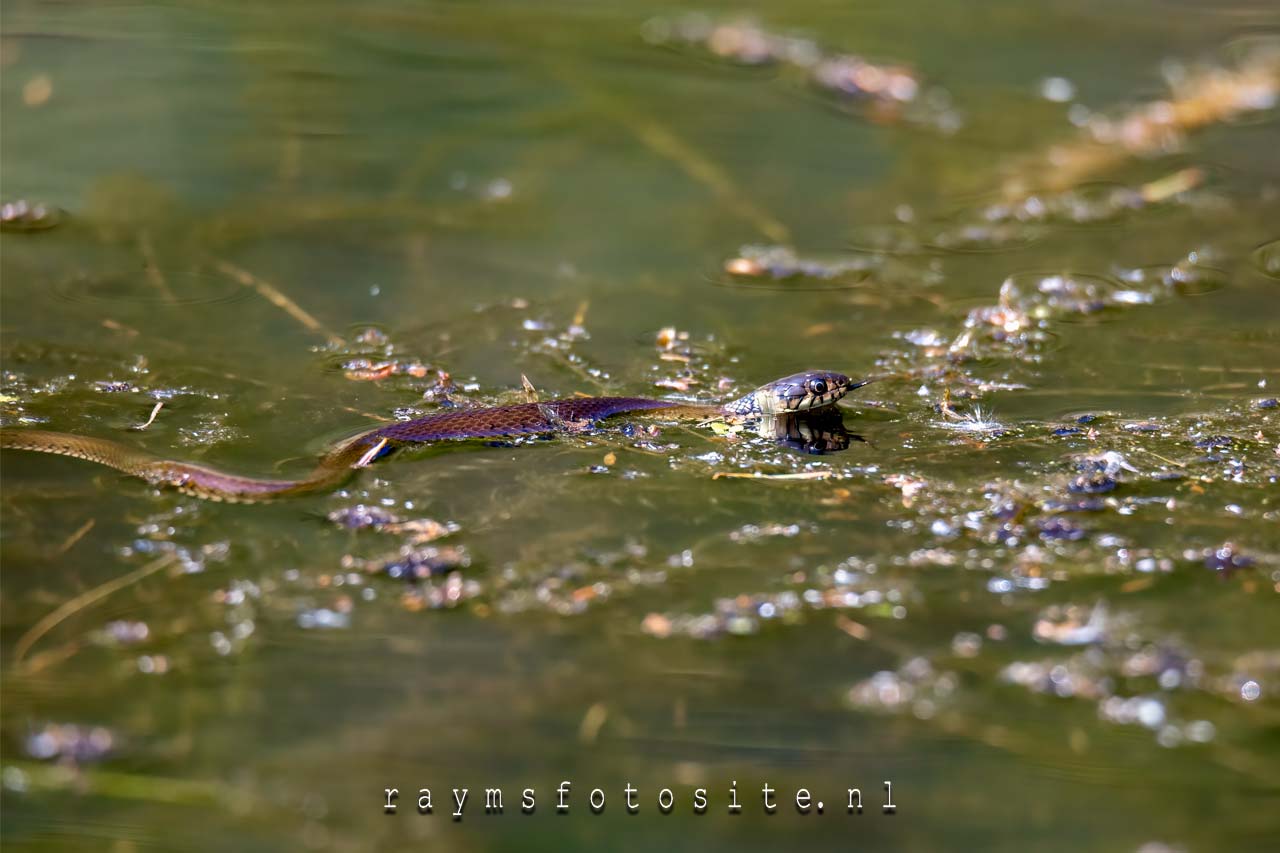 Ringslang in het water.