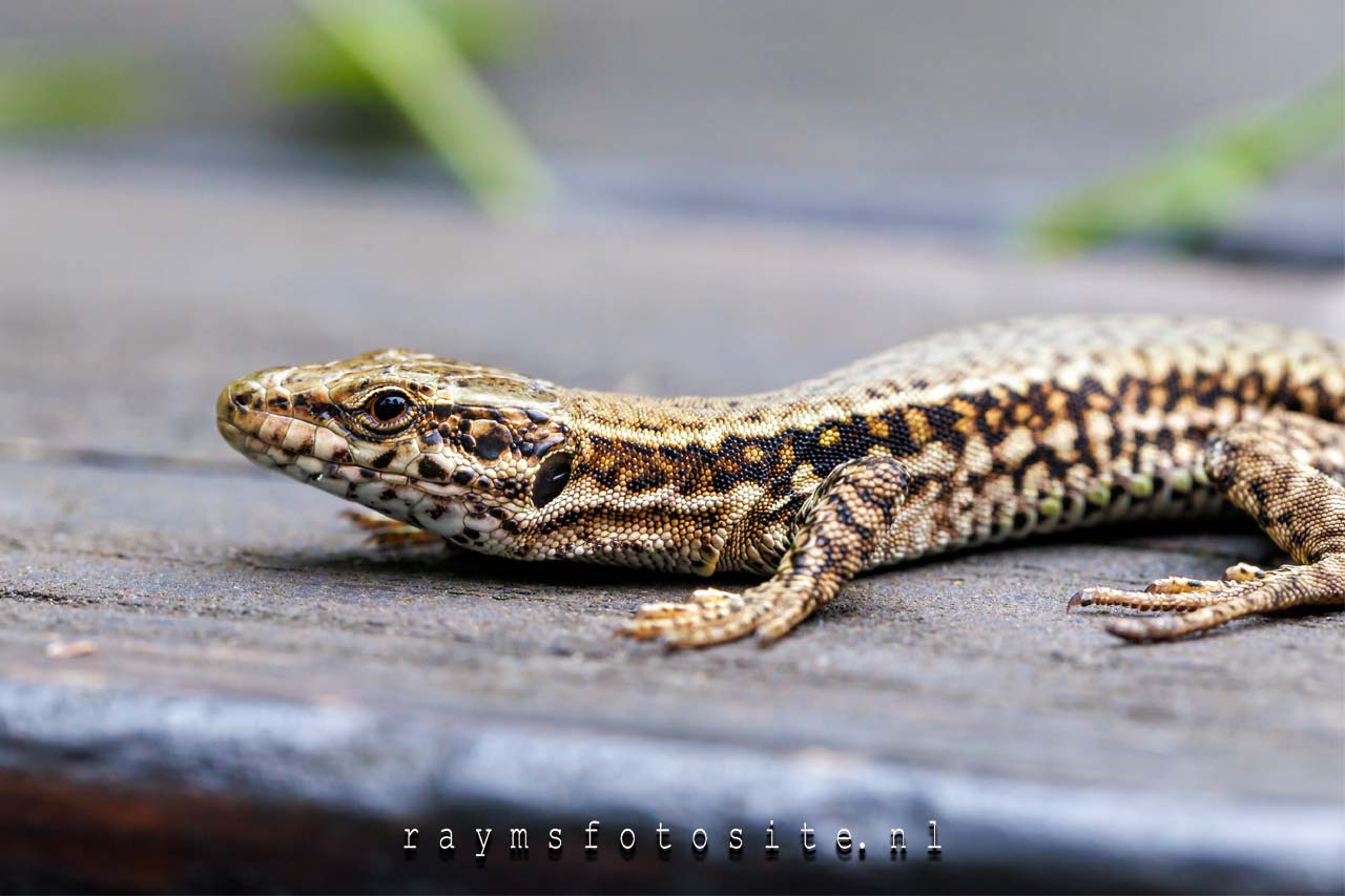 Steenhagedis. Een reptiel wat je weinig ziet in Nederland.