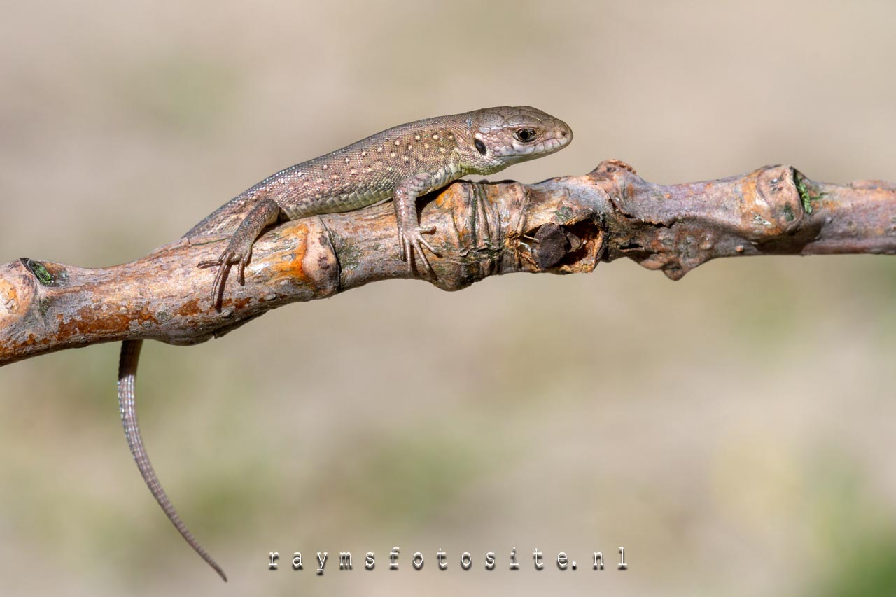 Reptielen, dit is de zandhagedis, (Lacerta agilis). Dit is een jonkie.