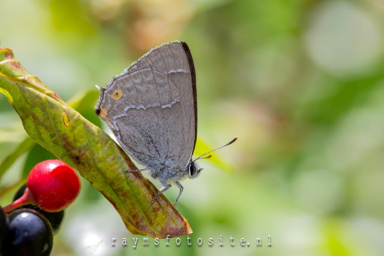 De eikenpage. De naam zegt al waar je deze mooie vlinder kunt vinden, bij eiken. Maar ook op sporkehout vind je deze vlinder.