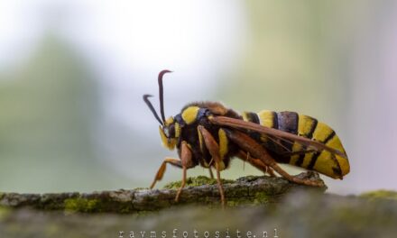 hoornaarvlinder