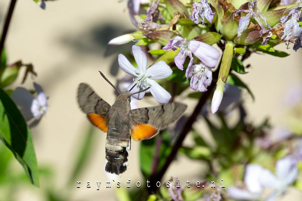 Een prachtige maar lastige vlinder om te fotograferen.