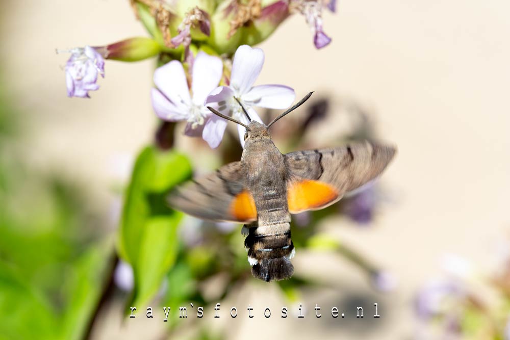De Kolibrievlinder. Een trekvlinder die in wisselende aantallen wordt gezien