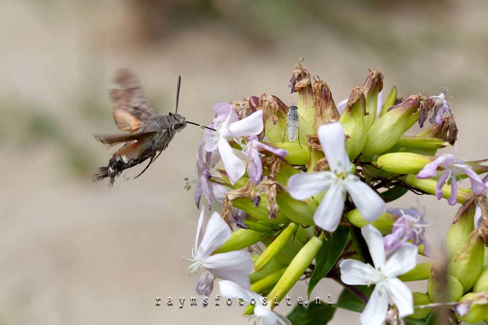 Kolibrievlinder, gefotografeerd in Meijendel.