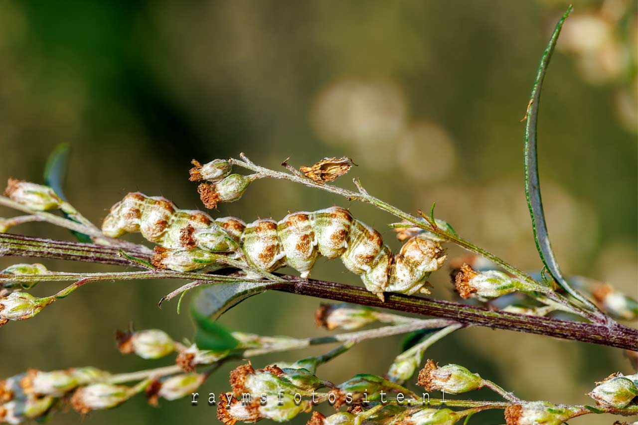 Rups van de Absintmonnik.