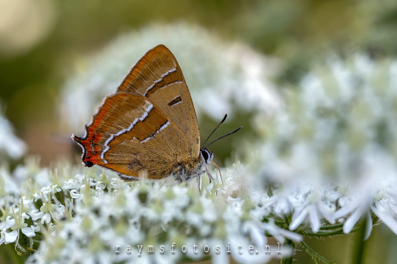 De sleedoornpage, een prachtige vlinder ter grootte van een blauwtje.