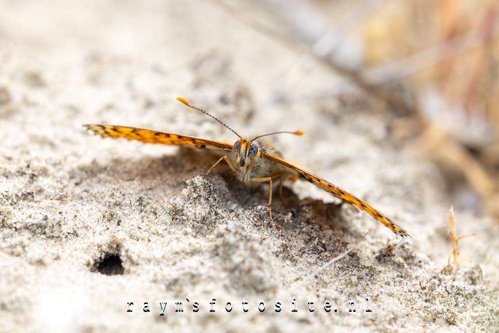 Ieder jaar zitten deze mooie vlinders op hetzelfde stukje in Oostvoorne. Ieder jaar zitten deze mooie vlinders op hetzelfde stukje in Oostvoorne.