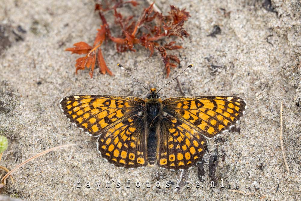 De zeldzame veldparelmoervlinder, gespot in de duinen van Oostvoorne. De zeldzame veldparelmoervlinder, gespot in de duinen van Oostvoorne.