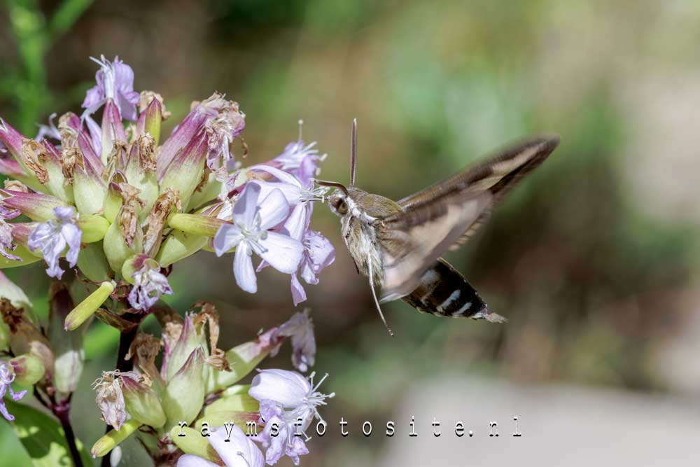 Walstropijlstaart vlinder in de vlucht. Deze gefotografeerd in Meijendel.