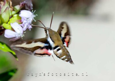 Walstropijlstaart, de mooie (nacht)vlinder.