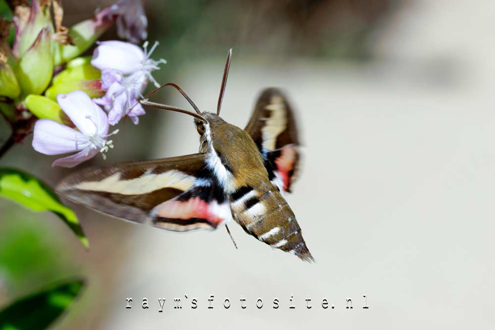 Walstropijlstaart, de mooie (nacht)vlinder.