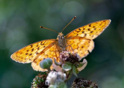 Vlinders en rupsen. De braamparelmoervlinder, een vlinder uit de familie van de vossen, parelmoervlinders en weerschijnvlinders.
