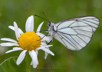 Vlinders en rupsen. Het groot geaderd witje. Gefotografeerd in België.
