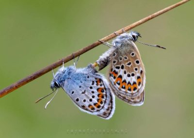 Vlinders en rupsen. Parende heideblauwtjes. Het heideblauwtje is een vlinder die vooral op vochtige heide kan worden aangetroffen.