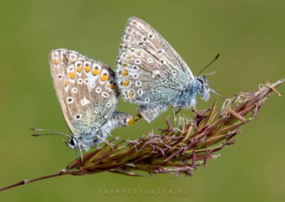 Vlinders en rupsen. Parende icarusblauwtjes. Het meest voorkomende blauwtje in Nederland.