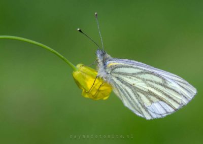 Vlinders en rupsen. De voorjaarsgeneratie van het klein geaderd witje heeft opvallende aders.