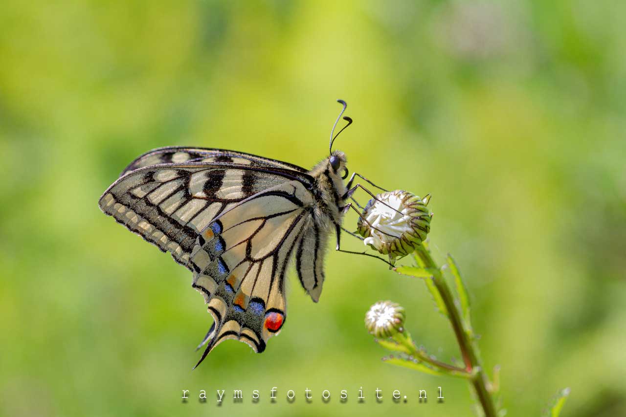 Koninginnenpage papilio machaon. De mooiste vlinder van Nederland