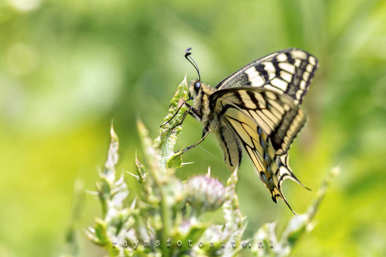 Koninginnenpage Vlinder. Papilio Machaon.