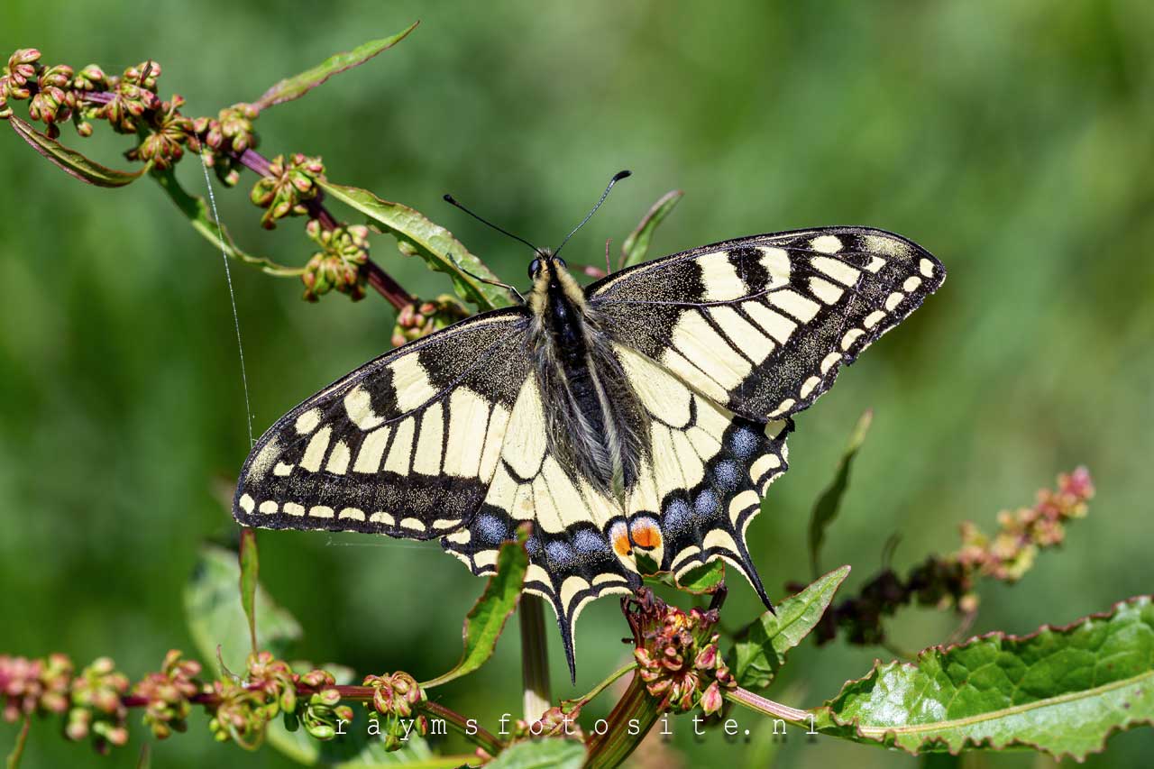 Koninginnenpage papilio machaon. De mooiste vlinder van Nederland.
