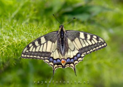 Koninginnenpage vlinder Nederland