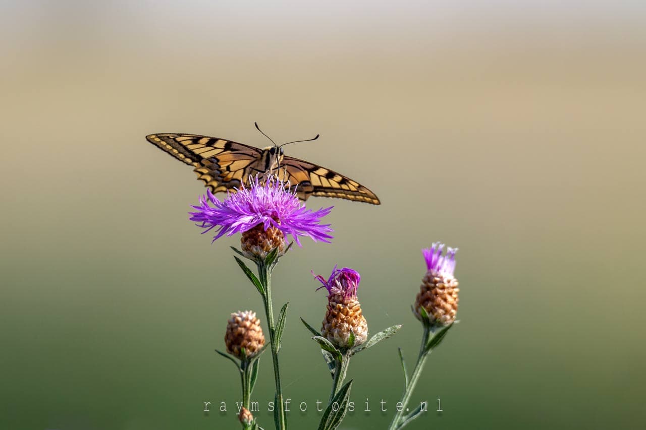 De koninginnenpage, een prachtige vlinder.