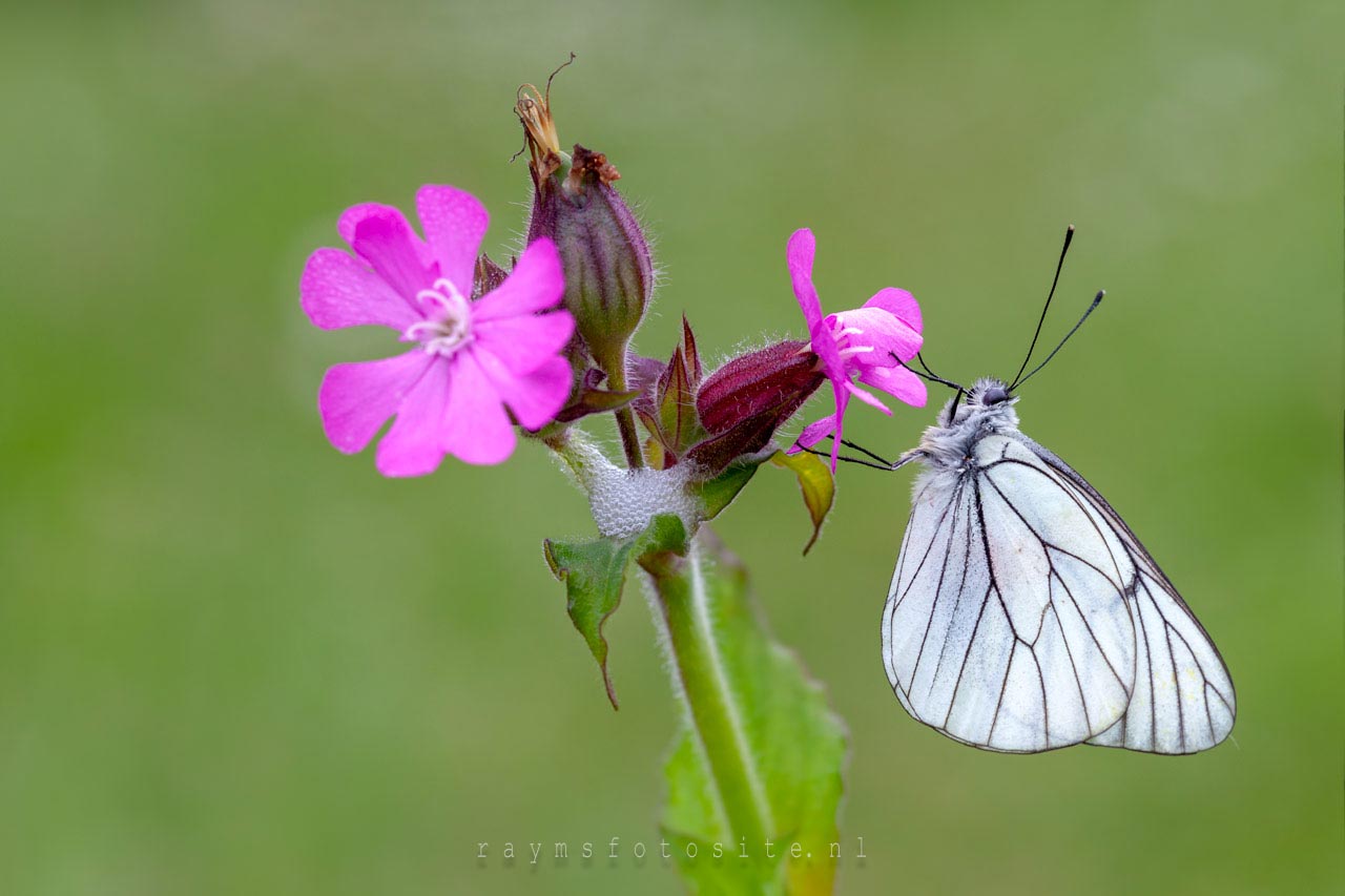 Het groot geaderd witje. Ook deze mooie vlinder heb ik gefotografeerd in Viroinval.