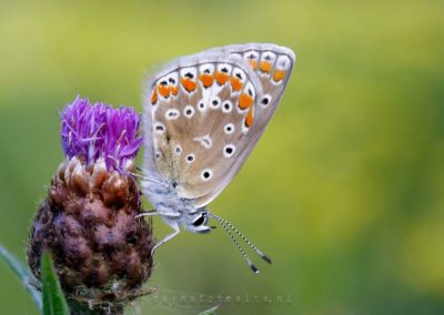 Vlinders. Het icarusblauwtje. Deze soort is heel algemeen in Nederland.