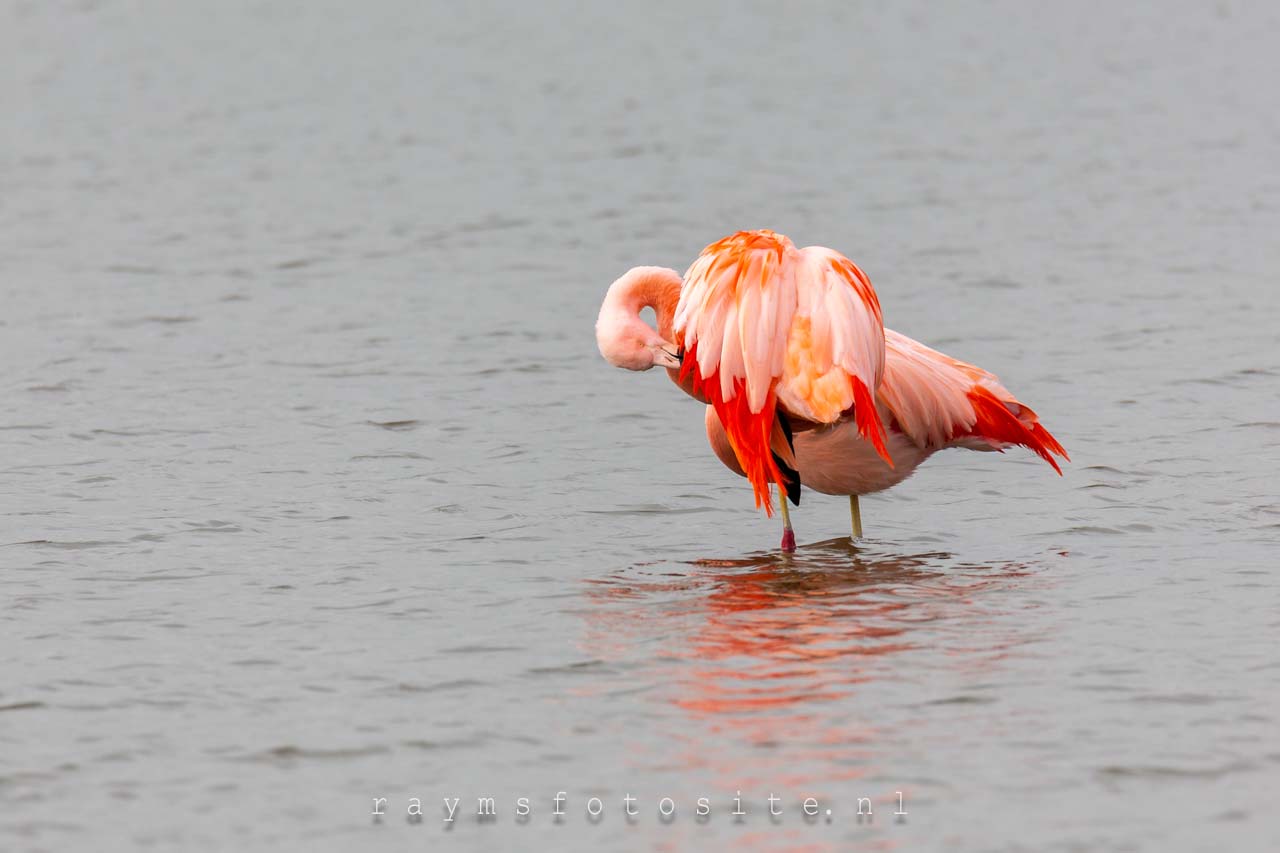 Vogels en roofvogels. Flamingo`s in Nederland, een apart gezicht.