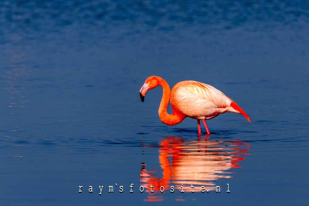 Prachtige Flamingo`s bij Battenoord, Grevelingen.