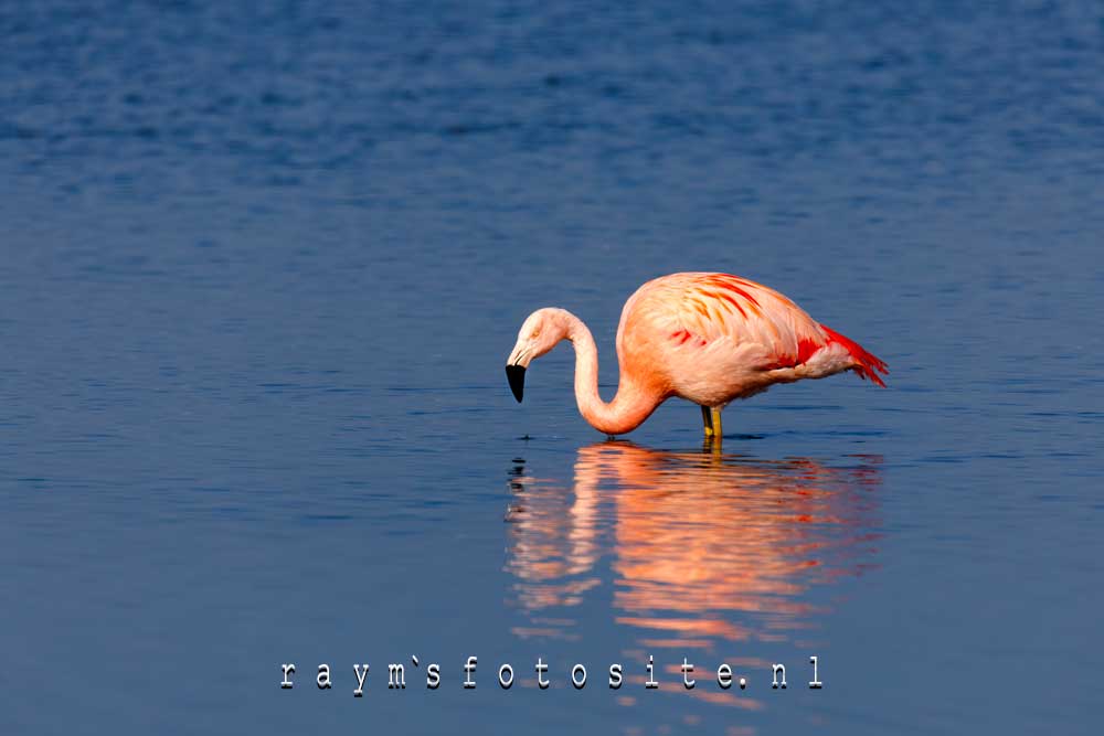 Flamingo. Met bijna geen wind liepen ze op nog geen 10 meter van mij af!