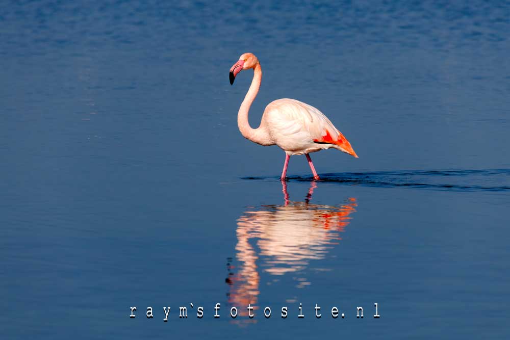 Tevens zitten er Caraïbische en Chileense Flamingo`s tussen.