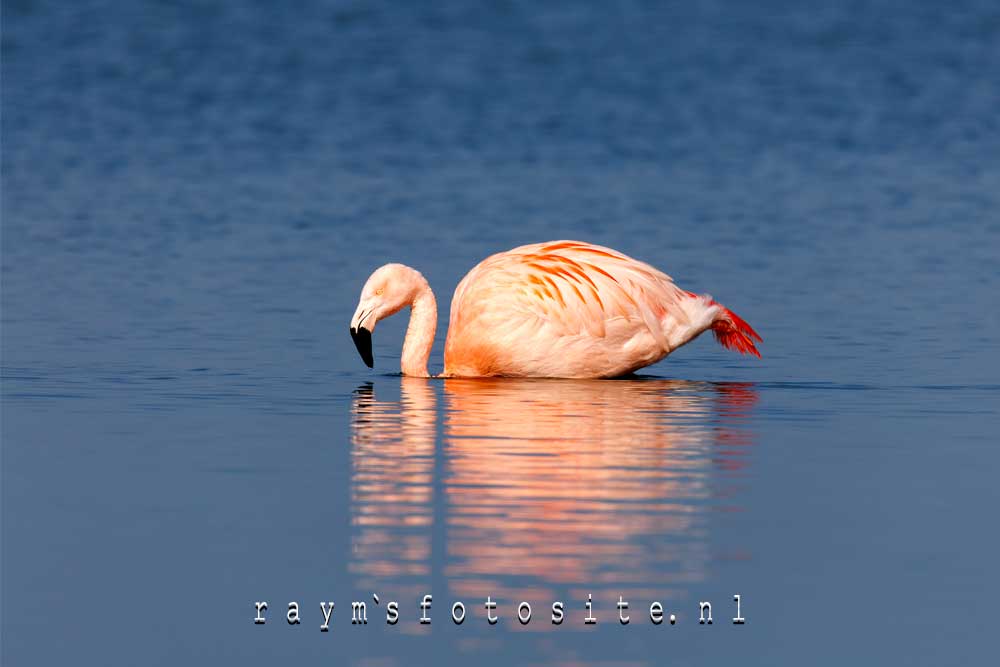 Prachtig met die weerspiegeling in het water. Phoenicopterus roseus.