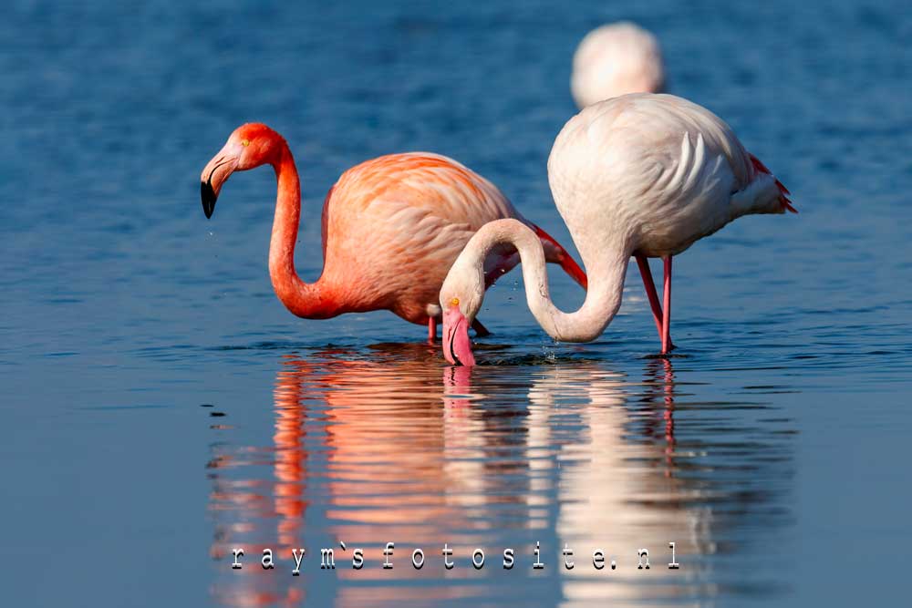 Flamingo. Je ziet de spetters van het water nog opspatten! Wat een perfecte dag was dit.