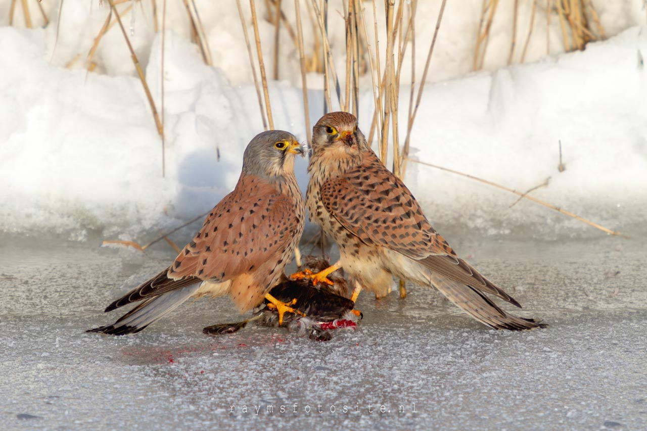 Vogels: Man en vrouw torenvalk met een geslagen prooi op het ijs.