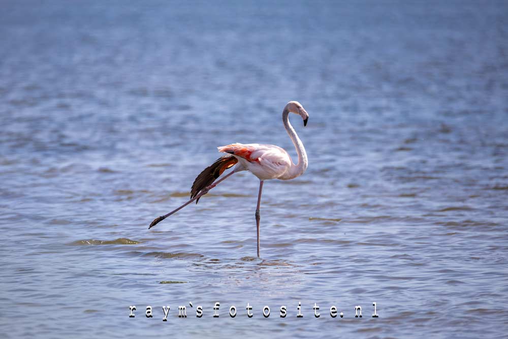 Een prachtige Flamingo in de polder. Een Chileense als ik het goed heb. Een prachtige Flamingo in de polder. Een Chileense als ik het goed heb.
