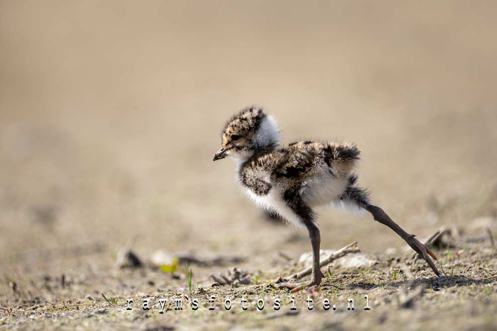 Jonge kievit in dit mooie natuurgebied bij Zoetermeer. Jonge kievit in dit mooie natuurgebied bij Zoetermeer.