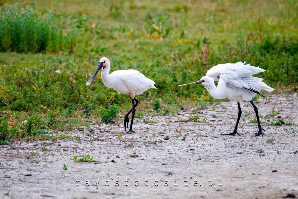 Juveniele lepelaar met volwassen exemplaar.