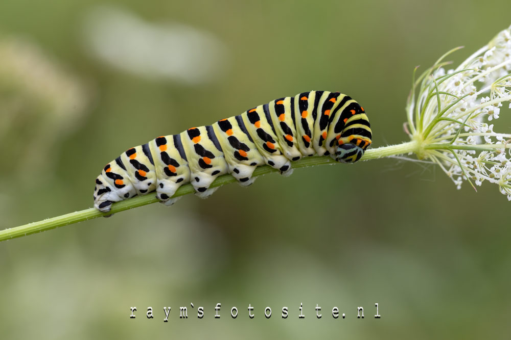Al jaren zie ik de vlinder, maar nu eindelijk ook de rups in het gebied! (2025)