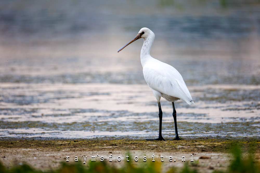 Lepelaars in dit mooie natuurgebied zijn er inmiddels genoeg.