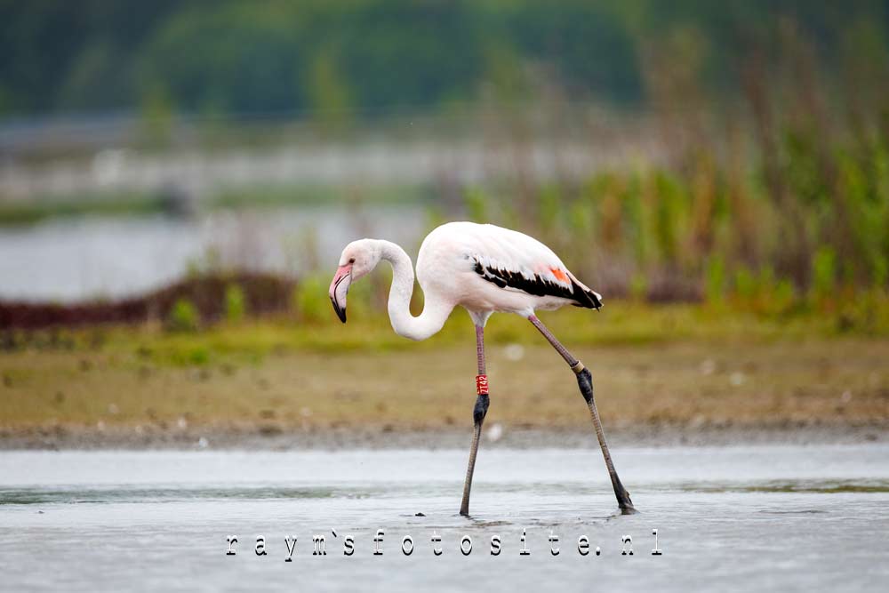 Flamingo`s in de Nieuwe Driemanspolder in Zoetermeer.