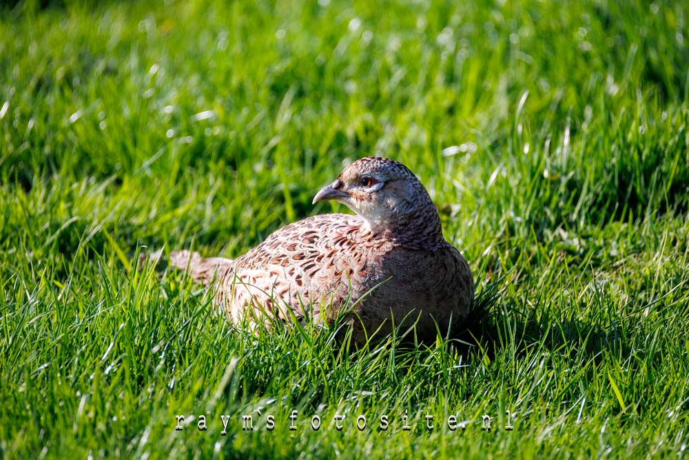 Vrouwtje fazant in het gebied wat ligt tussen Zoetermeer en leidschendam-Voorburg.