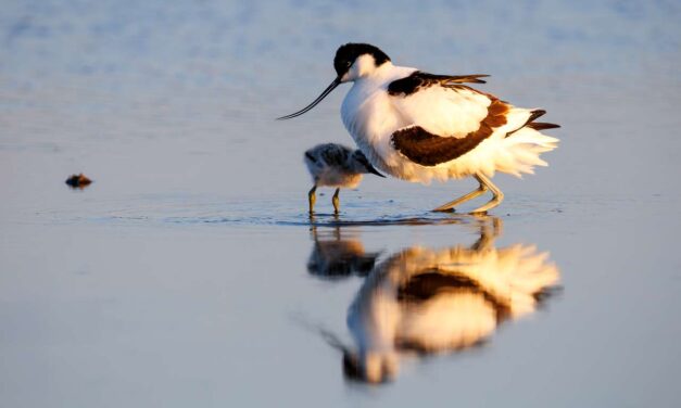 Vogels Nieuwe Driemanspolder