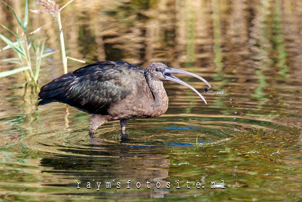 Zwarte ibis met zijn prooi. Hij eet o.a. bloedzuigers, schelpdieren, wormen en garnalen.